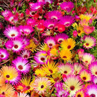 Mixed Lampranthus Flower Seeds – Heirloom Non-GMO High Germination Seeds