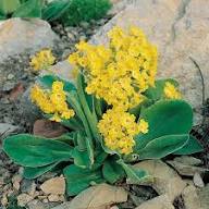 Yellow Primrose Auricula Flower Seeds – Heirloom, Non-GMO, High Germination Organic Garden Seeds for Planting.