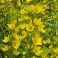 Yellow Lysimachia Flower Seeds – Heirloom, Non-GMO, High Germination Organic Seeds