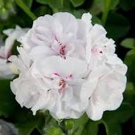 White Pelargonium Peltatum Flower Seeds – Heirloom, Non-GMO, High Germination Organic Garden Seeds for Planting