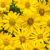 Yellow Arctotis Flower Seeds for Planting – Heirloom, Non-GMO, High Germination Organic Garden Seeds