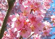 Pink Prunus Flower Seeds Heirloom Non-GMO High Germination Organic Garden Seeds for Planting