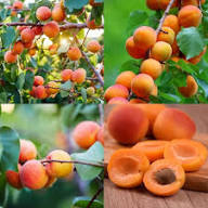 Apricot Fruit Seeds for Planting – Heirloom Non-GMO High Germination Organic Garden Seeds