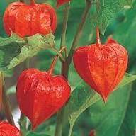 Orange Alkekengi Seeds for Planting – Heirloom Non-GMO High Germination Organic Garden Seeds