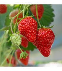 Albion Strawberry Fruit Seeds for Planting – Heirloom, Non-GMO, High Germination Organic Garden Seeds