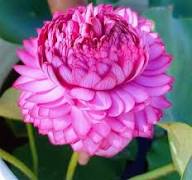 Pink Rhizoma Flower Seeds Heirloom Non-GMO High Germination Organic Garden Seeds for Planting
