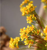 Yellow Chamelaucium Uncinatum Flower Seeds – Heirloom, Non-GMO, High Germination Organic Garden Seeds