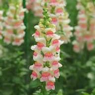Pink White Antirrhinum Majus Flower Seeds Heirloom Non-GMO High Germination Organic Garden Seeds for Planting