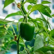 Pepper Seeds – Heirloom Non-GMO High Germination Organic Garden Seeds for Planting