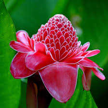 Red Etlingera Elatior Flower Seeds for Planting – Heirloom, Non-GMO, High Germination Organic Garden Seeds