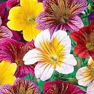 Salpiglossis Flower Seeds – Heirloom Non-GMO High Germination Organic Garden Seeds