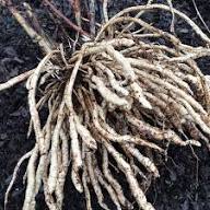 White Skirret Seeds Heirloom Non-GMO High Germination Organic Garden Seeds for Planting