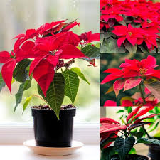 Rote Weihnachtsstern-Blumensamen – Alte Sorte gentechnikfrei hohe Keimrate Bio-Garten
