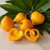 Canistel Seeds Yellow Heirloom Non-GMO High Germination Organic Garden Seeds for Planting