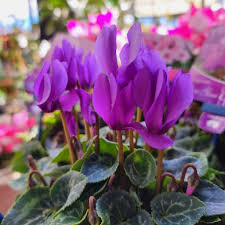 Purple Cyclamen Flower Seeds – Heirloom Non-GMO High Germination Seeds