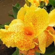 Yellow Canna Flower Seeds – Heirloom, Non-GMO, High Germination Organic Garden Seeds