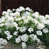 Verbena Flower Seeds Perennial for Planting – Heirloom, Non-GMO, High Germination