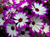 Pink White Pericallis Flower Seeds Heirloom Non-GMO High Germination Organic Garden Seeds for Planting