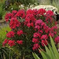 Red Perennial Phlox Flower Seeds Heirloom Non-GMO High Germination Organic Garden Seeds
