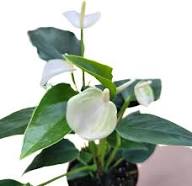 Semillas de Flor de Anturio Blanco para Sembrar – Semillas Orgánicas de Alta Germinación, Cimientes Antiguas No Transgénicas