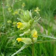 Rhinanthus Flower Seeds Yellow – Heirloom, Non-GMO, High Germination Organic Seeds