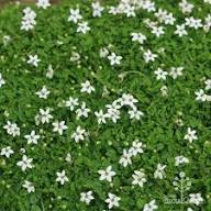 White Star Creeper Flower Seeds Heirloom Non-GMO High Germination Organic Garden Seeds for Planting