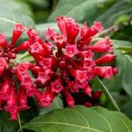 Rote Cestrum-Blumensamen – Alte Sorte, gentechnikfrei, hohe Keimrate, Bio-Gartensamen zum Pflanzen