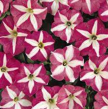 petunia carpet flower seeds