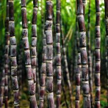 Sugarcane Co 890 Plant Seed Pack for Planting – Heirloom Non-GMO High Germination Organic Garden Seeds