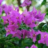 Bougainvillea Spectabilis Flower Seeds Heirloom Non-GMO High Germination Organic Garden Seeds for Planting