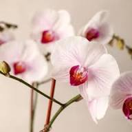 White Orchid Phalaenopsis Flower Seeds for Planting – Heirloom, Non-GMO, High Germination Organic Garden Seeds