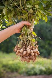 Peanut Plant Seeds Brown Heirloom Non-GMO High Germination Organic Garden Seeds