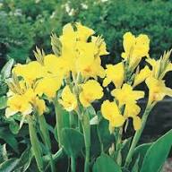 Yellow Canna Edulis Flower Seeds – Heirloom, Non-GMO, High Germination Organic Garden Seeds