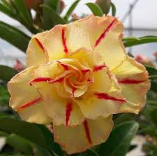 Adenium Flower Seeds Red Yellow for Planting – Heirloom Non-GMO High Germination Organic Garden Seeds