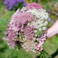 Pink White Daucus Flower Seeds Heirloom Non-GMO High Germination Organic Garden Seeds for Planting