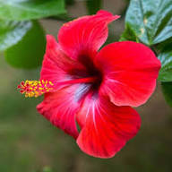 Red Hibiscus Rose Flower Seeds for Planting – Heirloom Non-GMO High Germination Organic Garden Seeds