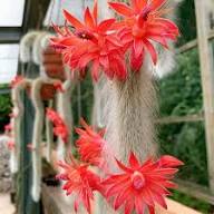 Red Cleistocactus Colademononis Flower Seeds – Heirloom, Non-GMO, High Germination Organic Garden Seeds for Planting