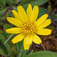 Yellow Arnica Flower Seeds for Planting – Heirloom, Non-GMO, High Germination Organic Garden Seeds