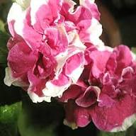 Red White Double Petunia Flower Seeds Heirloom Non-GMO High Germination Organic Garden Seeds