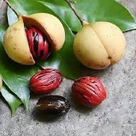 Myristica Fragrans Fruit Seeds for Growing Nutmeg Trees – Heirloom Non-GMO High Germination Organic Garden Seeds for Home Garden Seeds for Planting