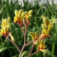 Yellow Anigozanthos Hybrid Flower Seeds for Planting – Heirloom, Non-GMO, High Germination Organic Garden Seeds