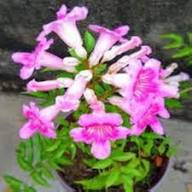 Pink Streptocarpus Flower Seeds – Heirloom, Non-GMO, High Germination Organic Garden Seeds