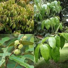Chinquapin Chestnut Tree Seeds for Planting – Heirloom Non-GMO, High Germination Organic Garden Seeds