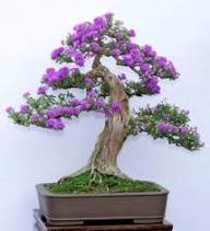 Lila Jacaranda Baum mehrjährige Samen – Alte Sorte, gentechnikfrei, keimstarke Bio-Gartensamen