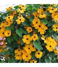 Thunbergia Alta Flower Seeds Heirloom Non-GMO High Germination Organic Garden Seeds for Planting