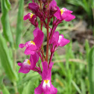 Pink Linaria Maroccana Flower Seeds – Seeds for Planting, Heirloom, Non-GMO, High Germination Organic Garden Seeds