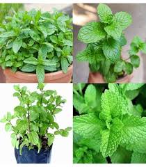 Green Mentha Plant Seeds Heirloom Non-GMO High Germination Organic Garden Seeds for Planting