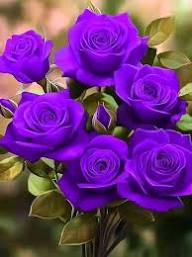 Purple Rose Flower Seeds for Planting Heirloom Non-GMO High Germination Organic Garden Seeds