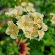 Phlox Yellow Flower Seeds for Planting – Heirloom, Non-GMO, High Germination Organic Garden Seeds