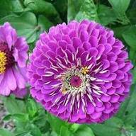 Purple Zinnia Flower Seeds – Heirloom Non-GMO High Germination Organic Garden Seeds